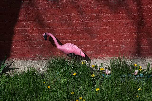 flamingo, a tall wading bird with mainly pink plumage
