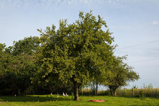 geese by the apple tree