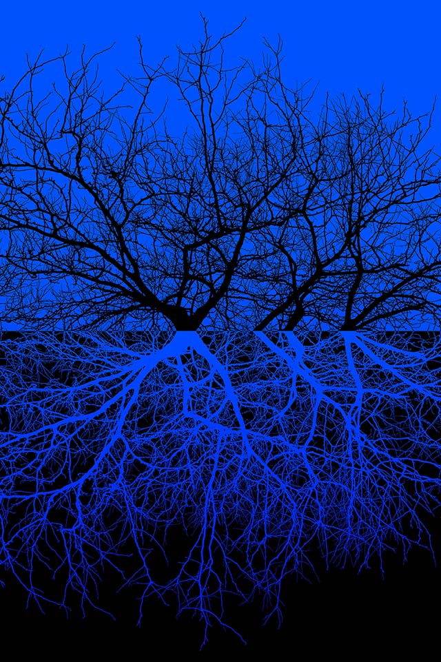 how it grows by moonlight