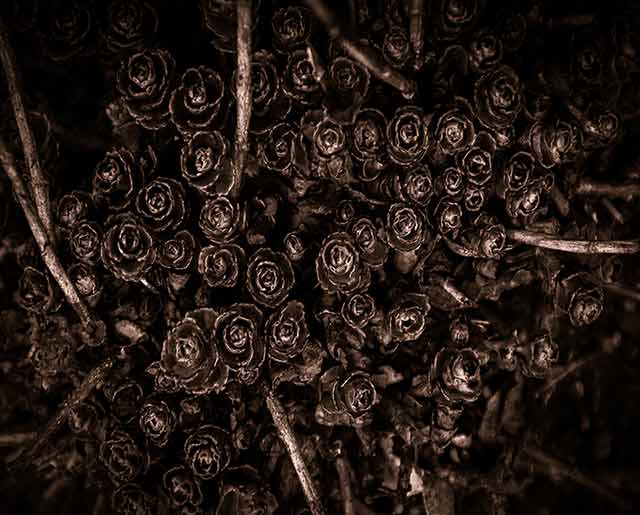 what starts in darkness grows toward light